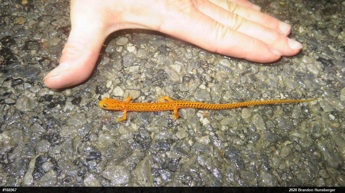 Eastern Long-tailed Salamander