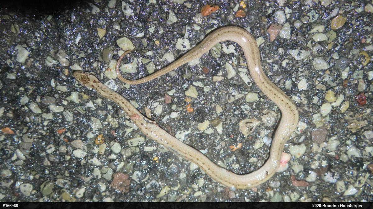 Dekay's Brownsnake