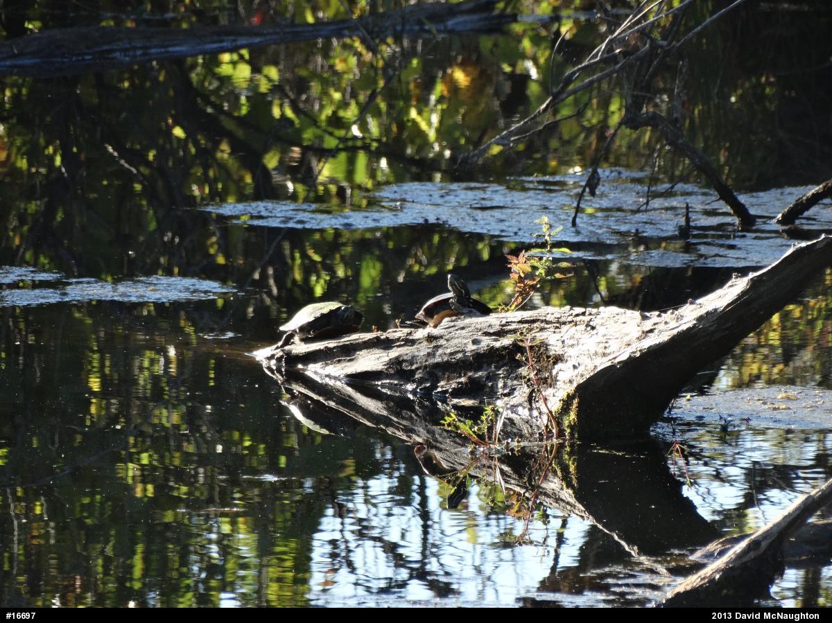 Red-eared Slider