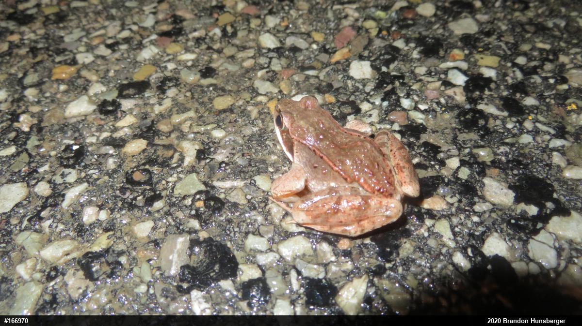 Wood Frog