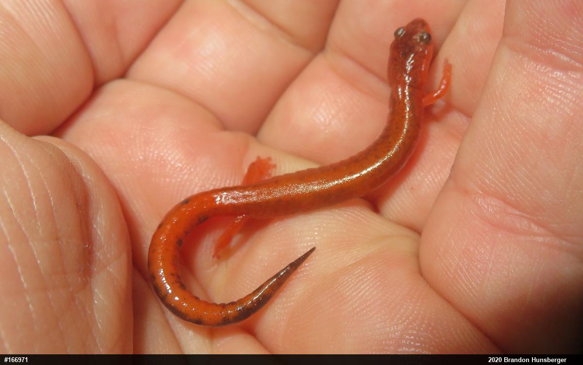 Eastern Red-backed  Salamander