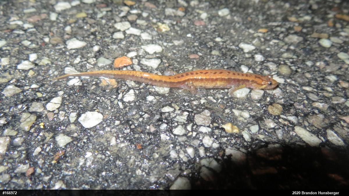 Allegheny Mountain Dusky Salamander