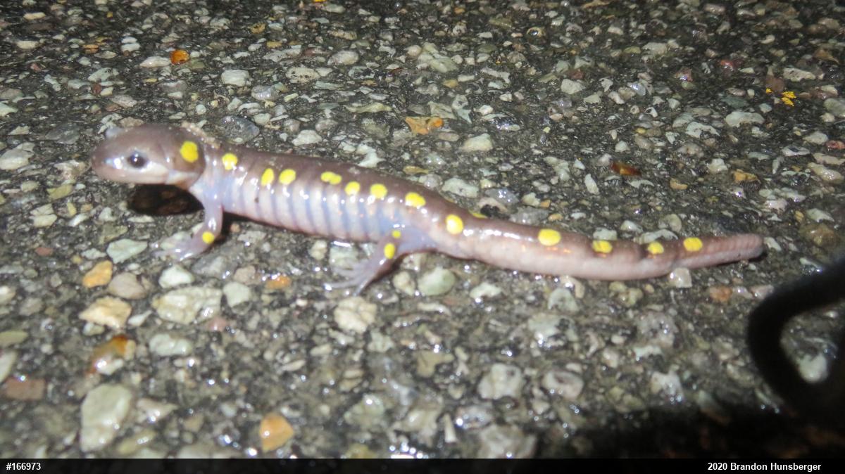Spotted Salamander