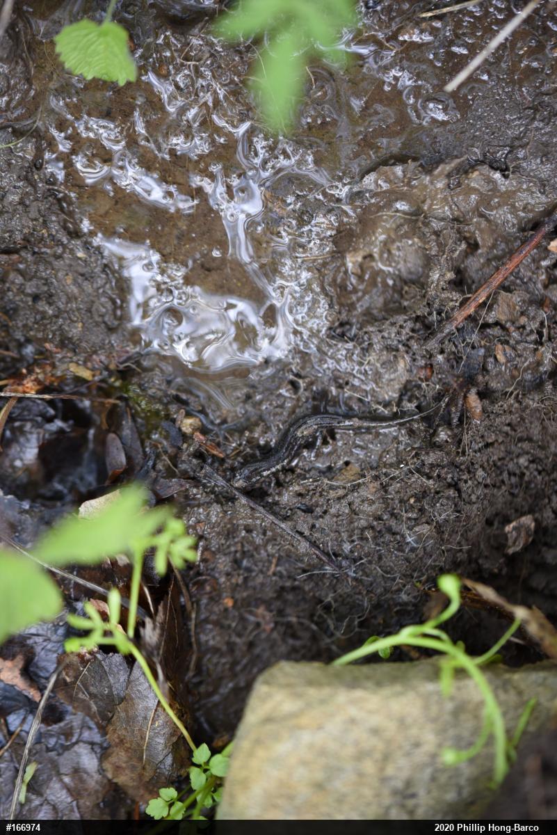 Dusky Salamanders
