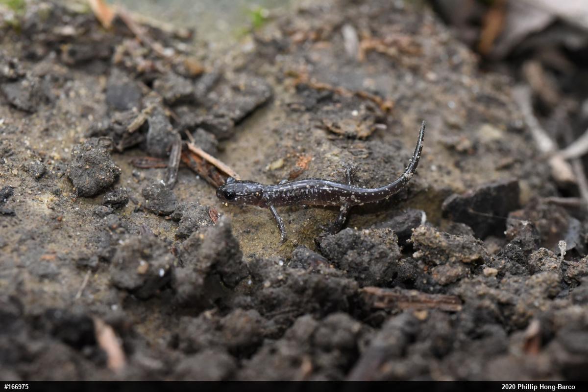 Northern Slimy Salamander