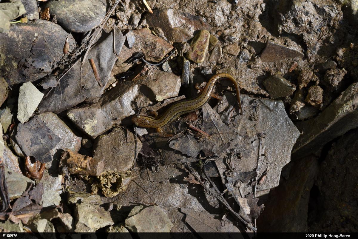 Northern Two-lined Salamander