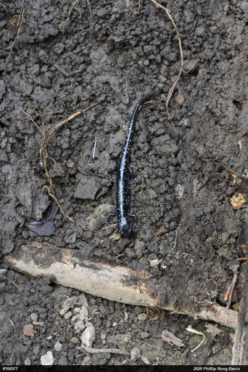 Northern Slimy Salamander