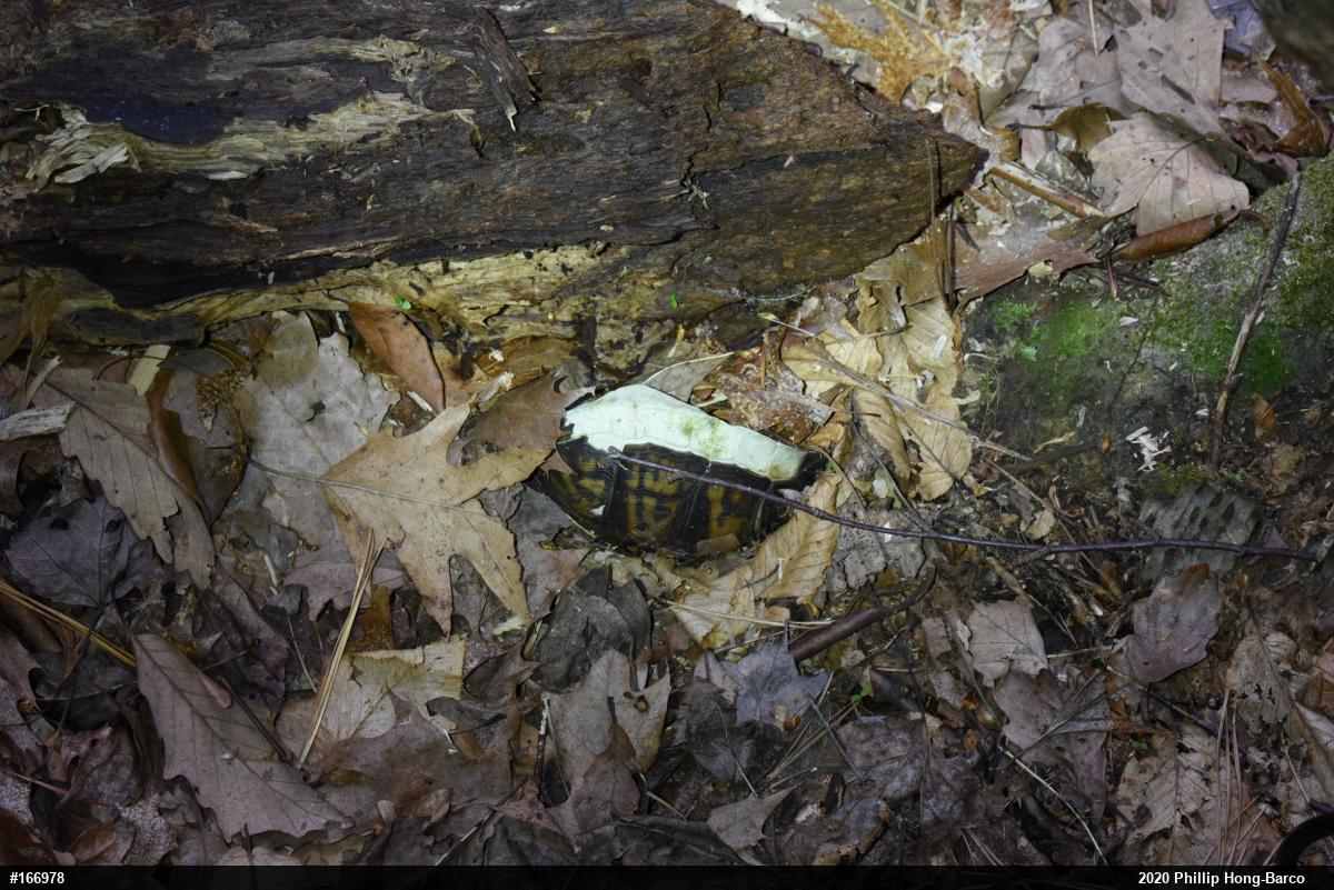 Eastern Box Turtle
