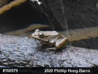Green Frog