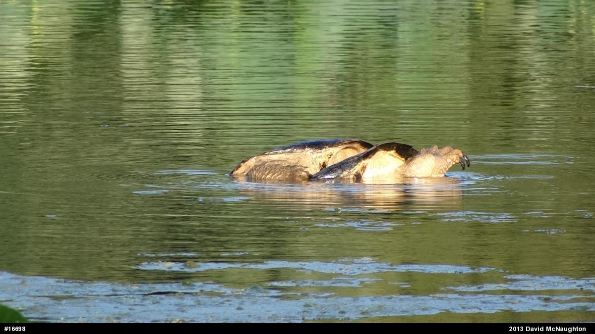 Snapping Turtle