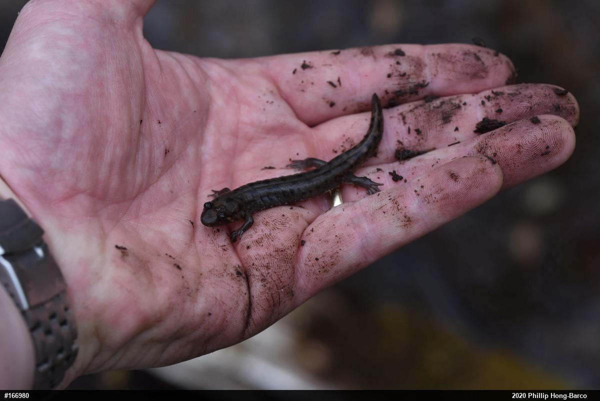 Seal Salamander