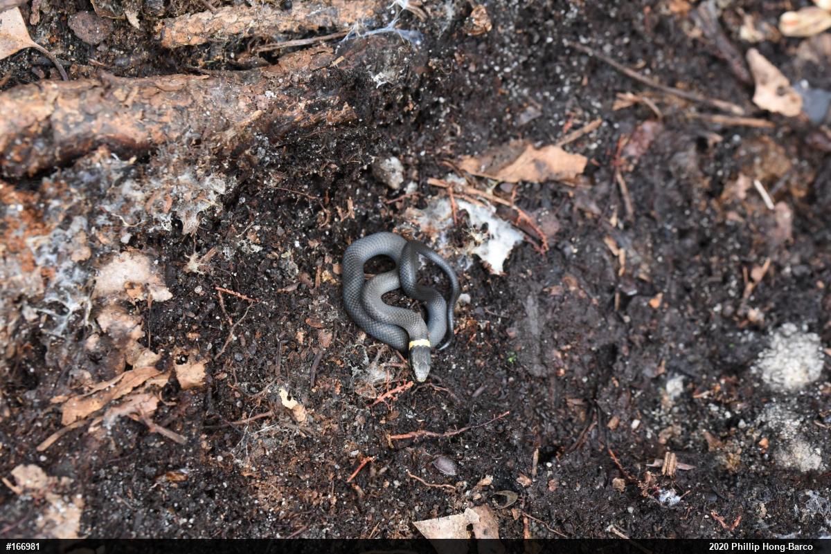Northern Ring-necked Snake