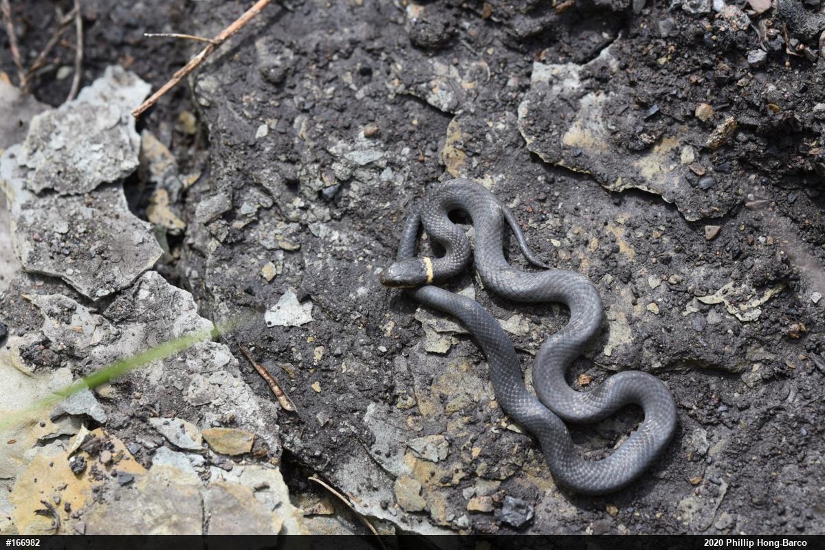Northern Ring-necked Snake