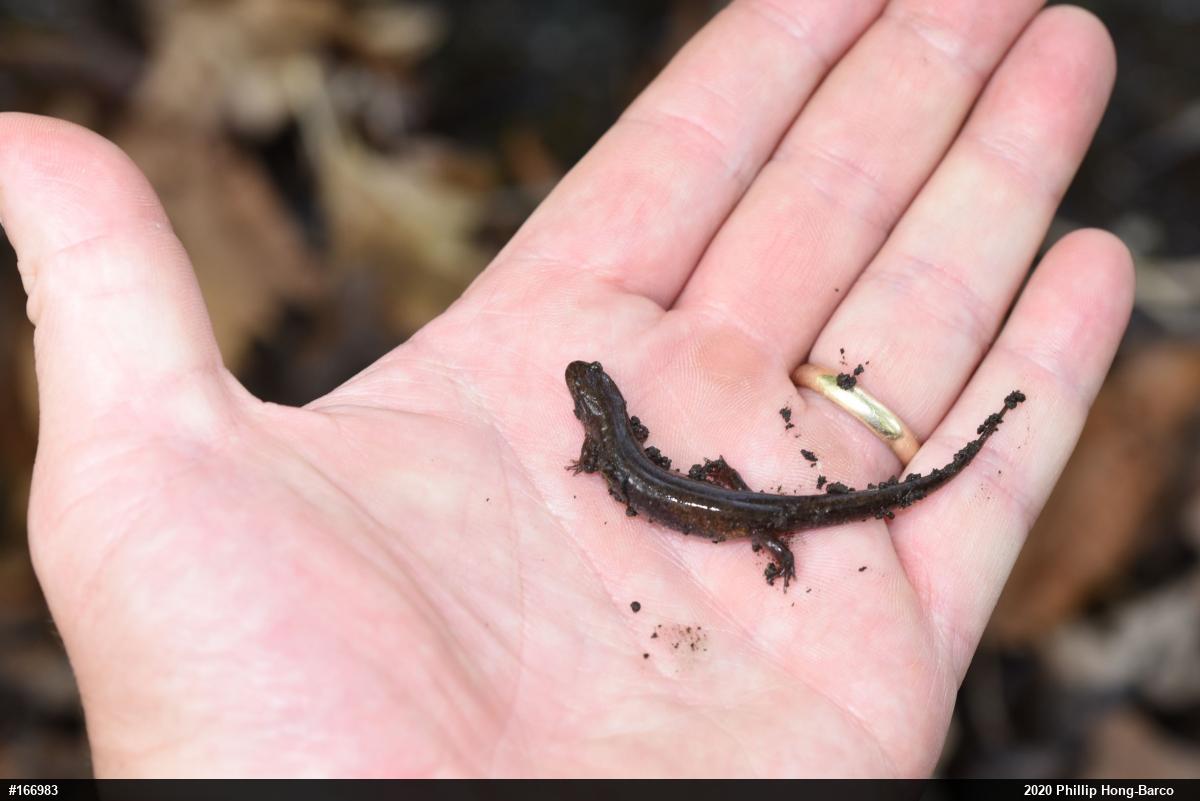 Northern Dusky Salamander