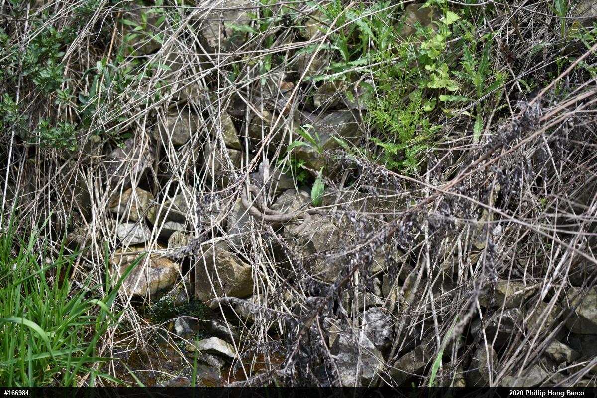 Northern Watersnake