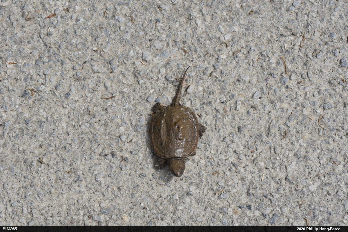 Snapping Turtle