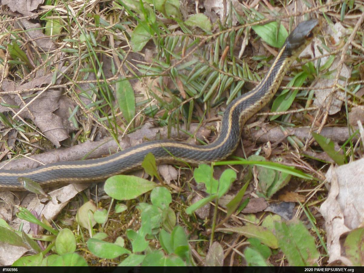 Eastern Gartersnake