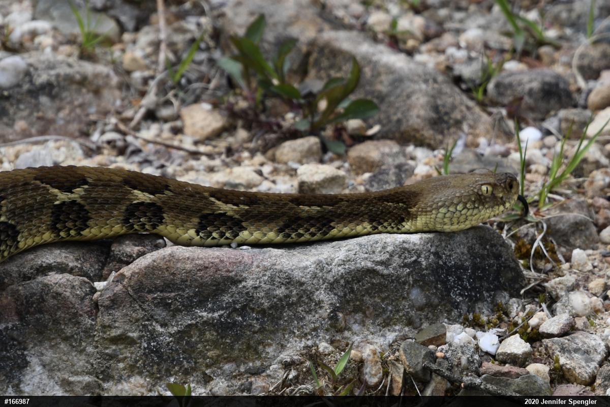Timber Rattlesnake