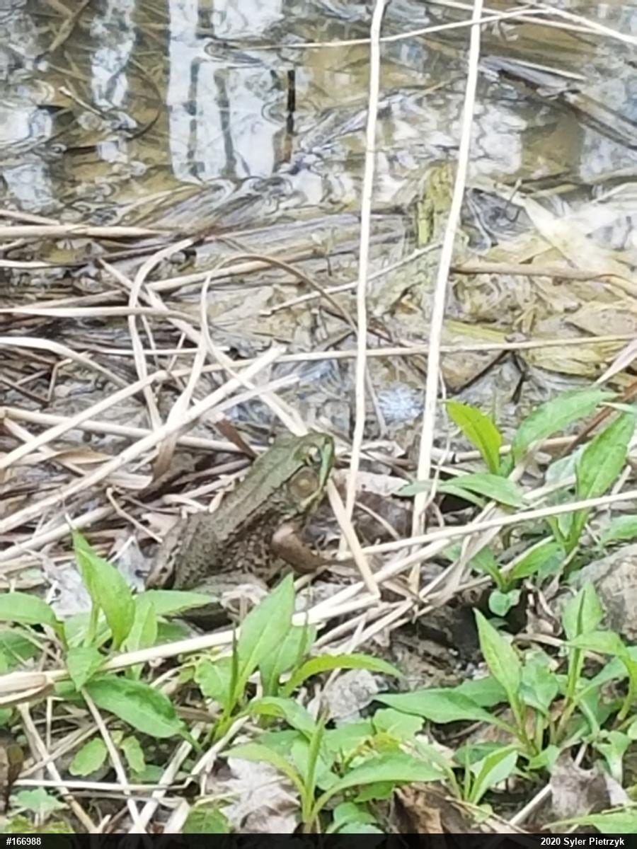 Green Frog