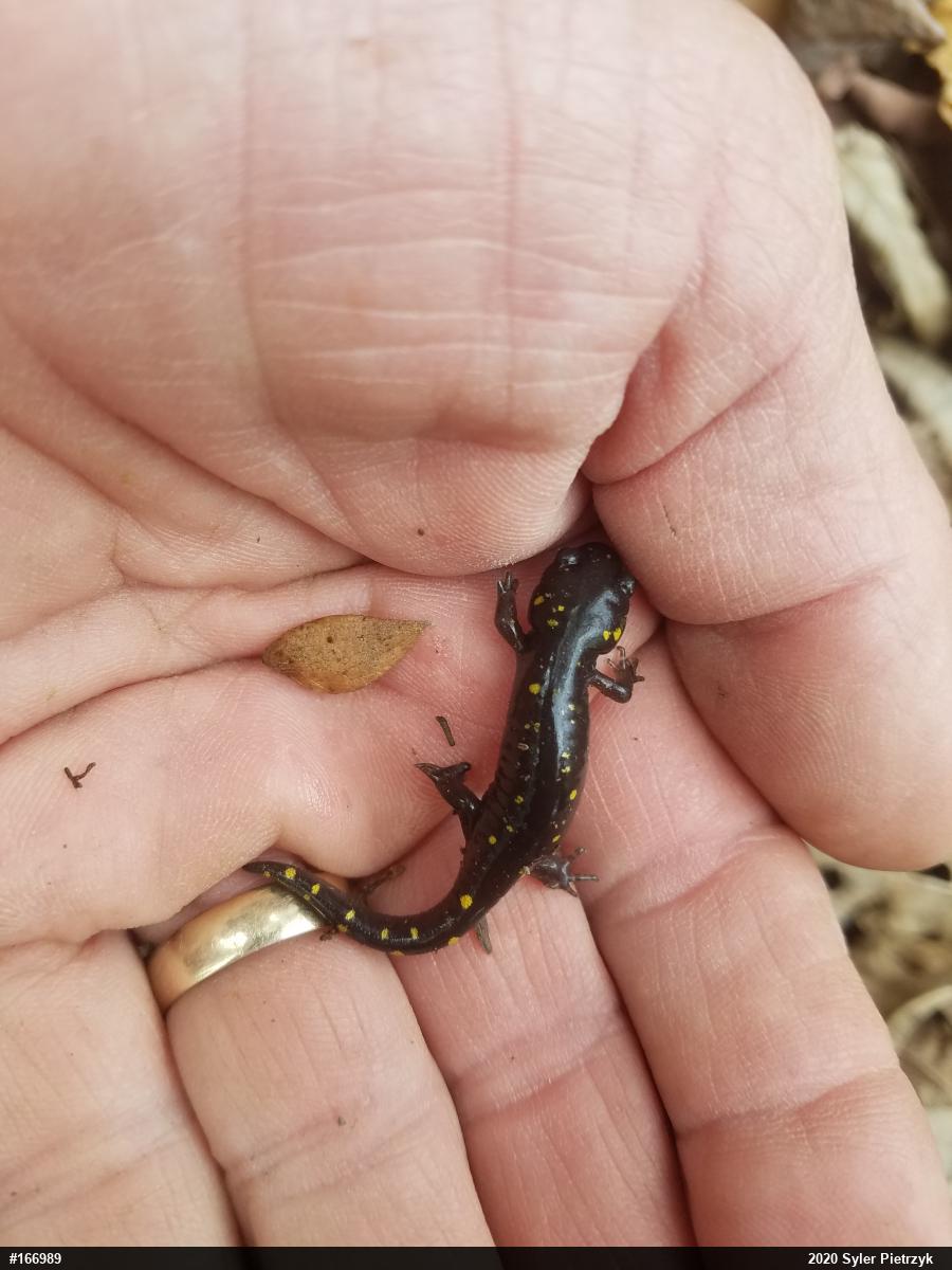 Spotted Salamander