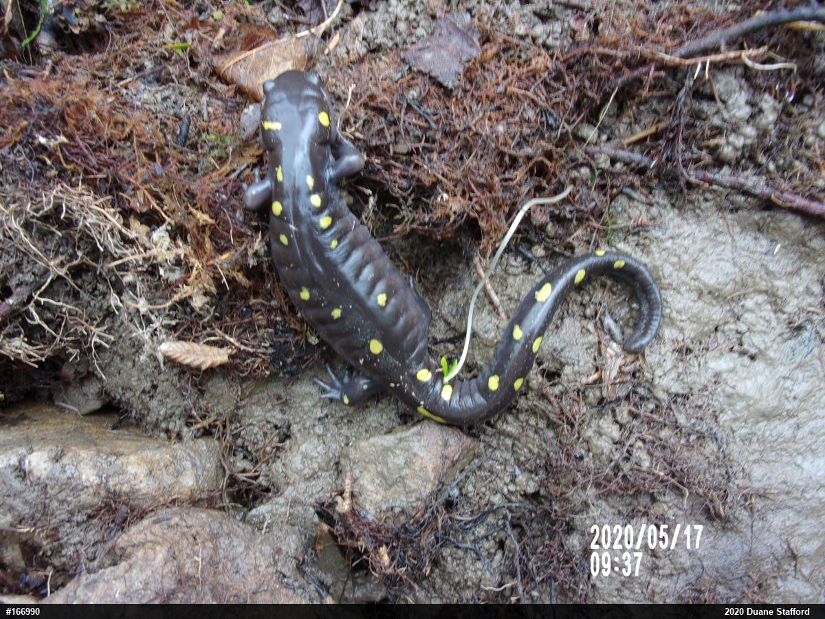Spotted Salamander
