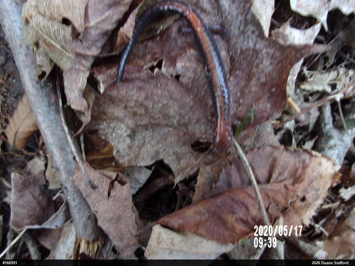 Eastern Red-backed  Salamander