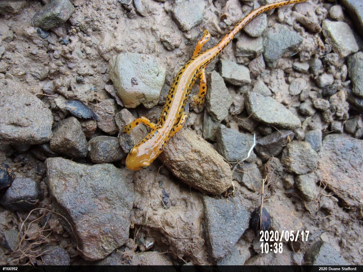 Eastern Long-tailed Salamander