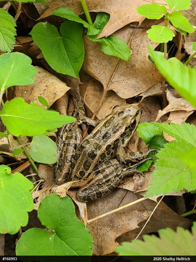 Pickerel Frog