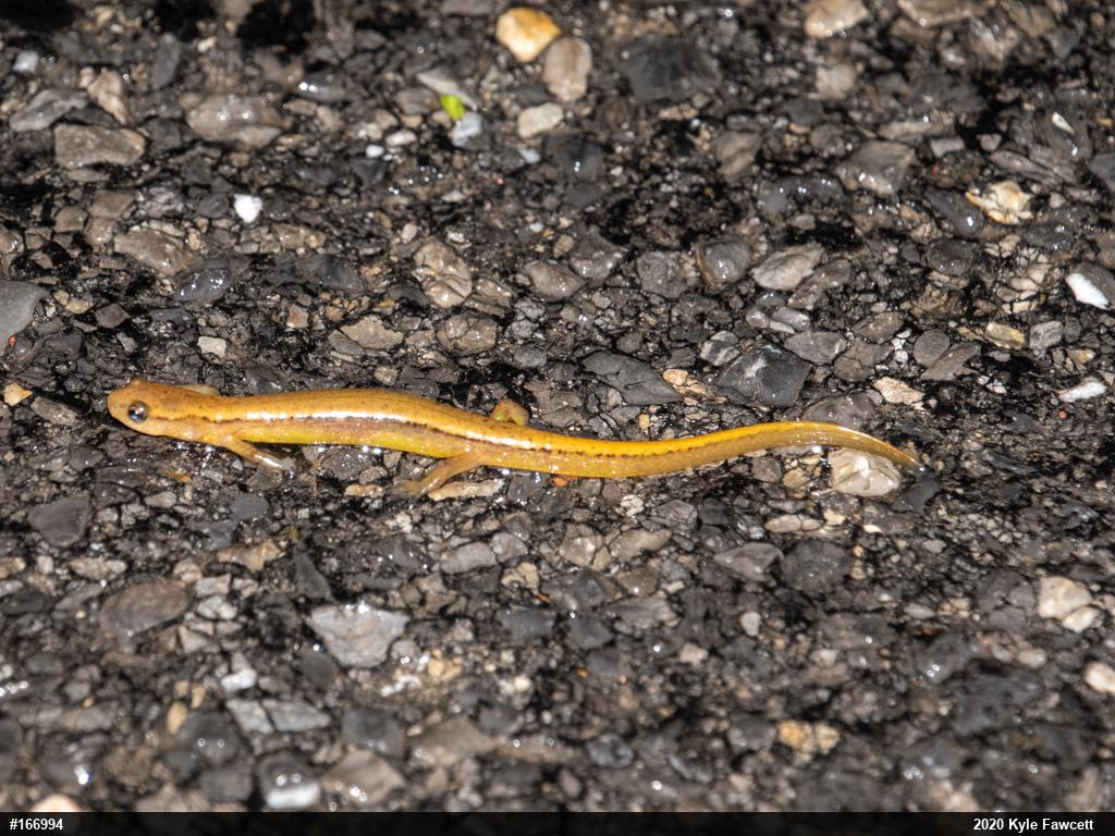 Northern Two-lined Salamander