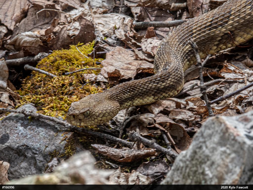 Timber Rattlesnake