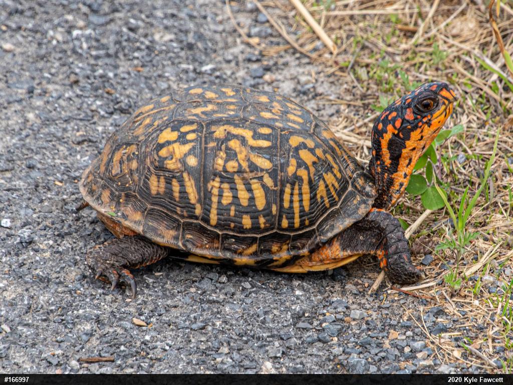 Eastern Box Turtle