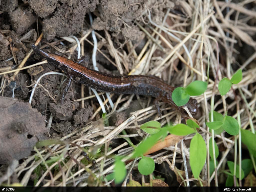 Eastern Red-backed  Salamander