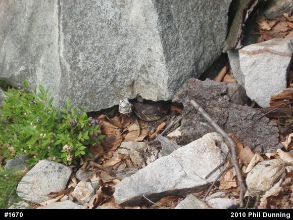 Timber Rattlesnake