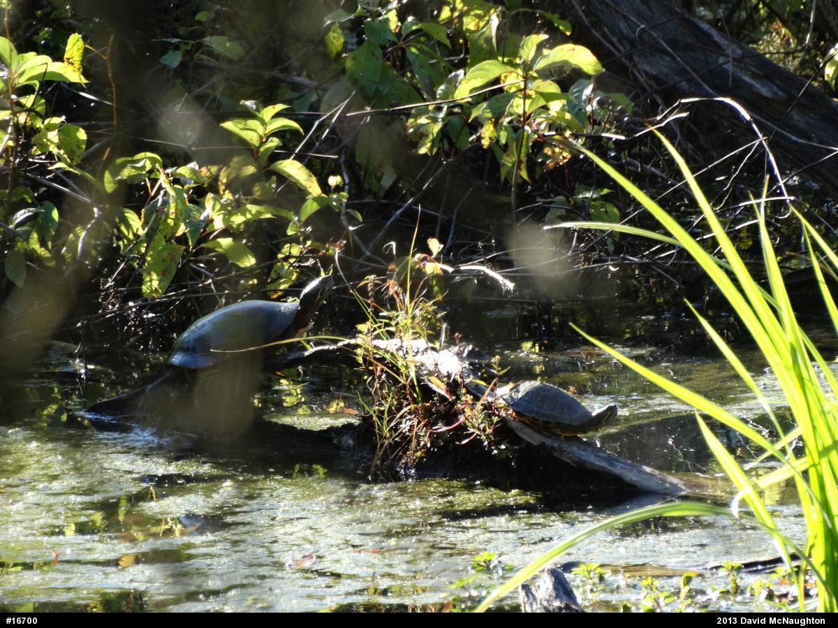 Painted Turtle