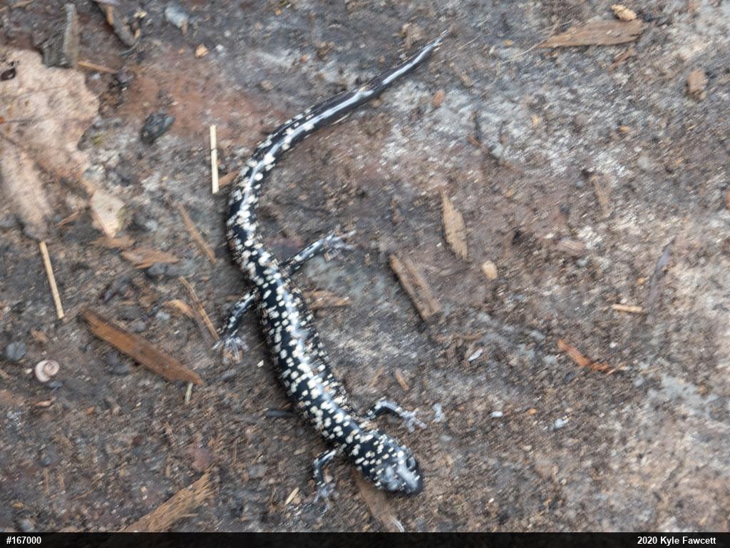 Northern Slimy Salamander