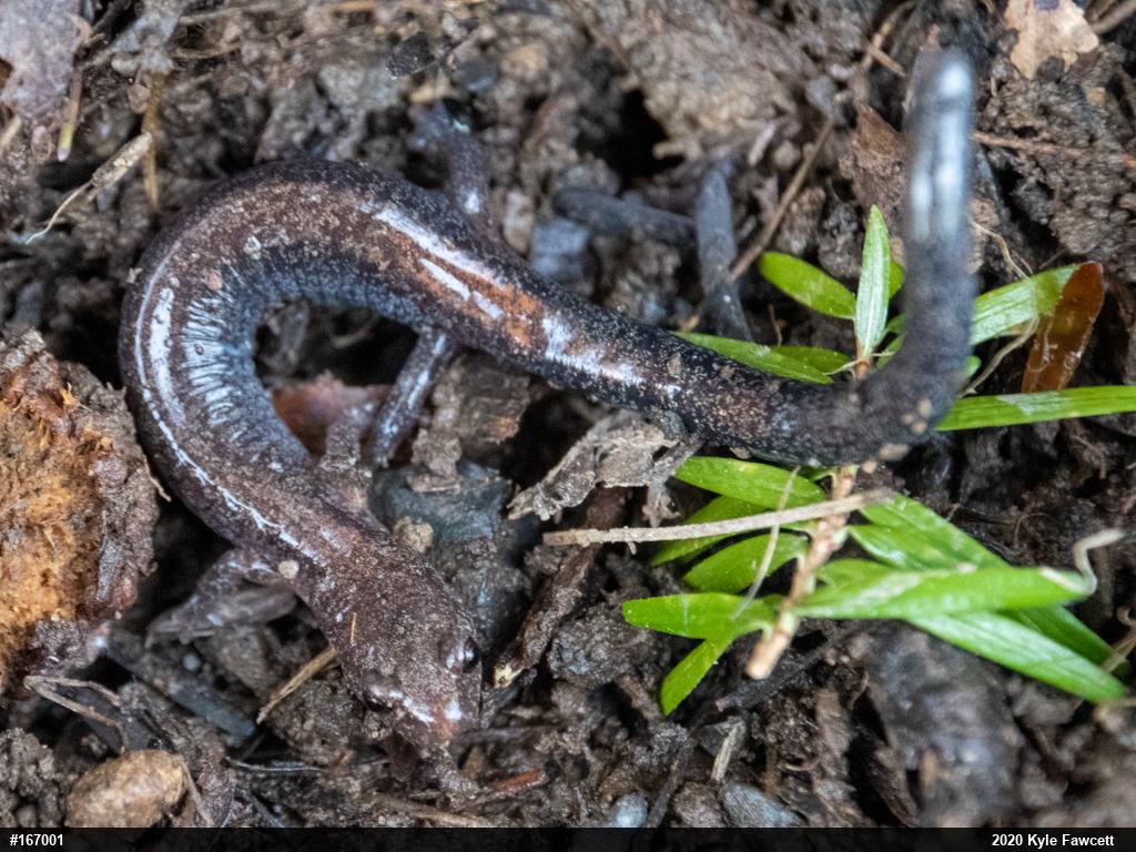 Eastern Red-backed  Salamander