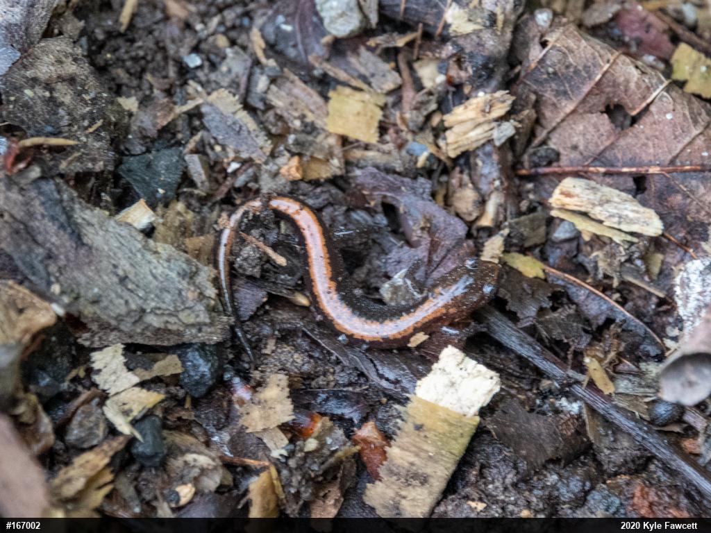Eastern Red-backed  Salamander