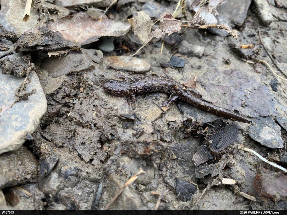 Allegheny Mountain Dusky Salamander