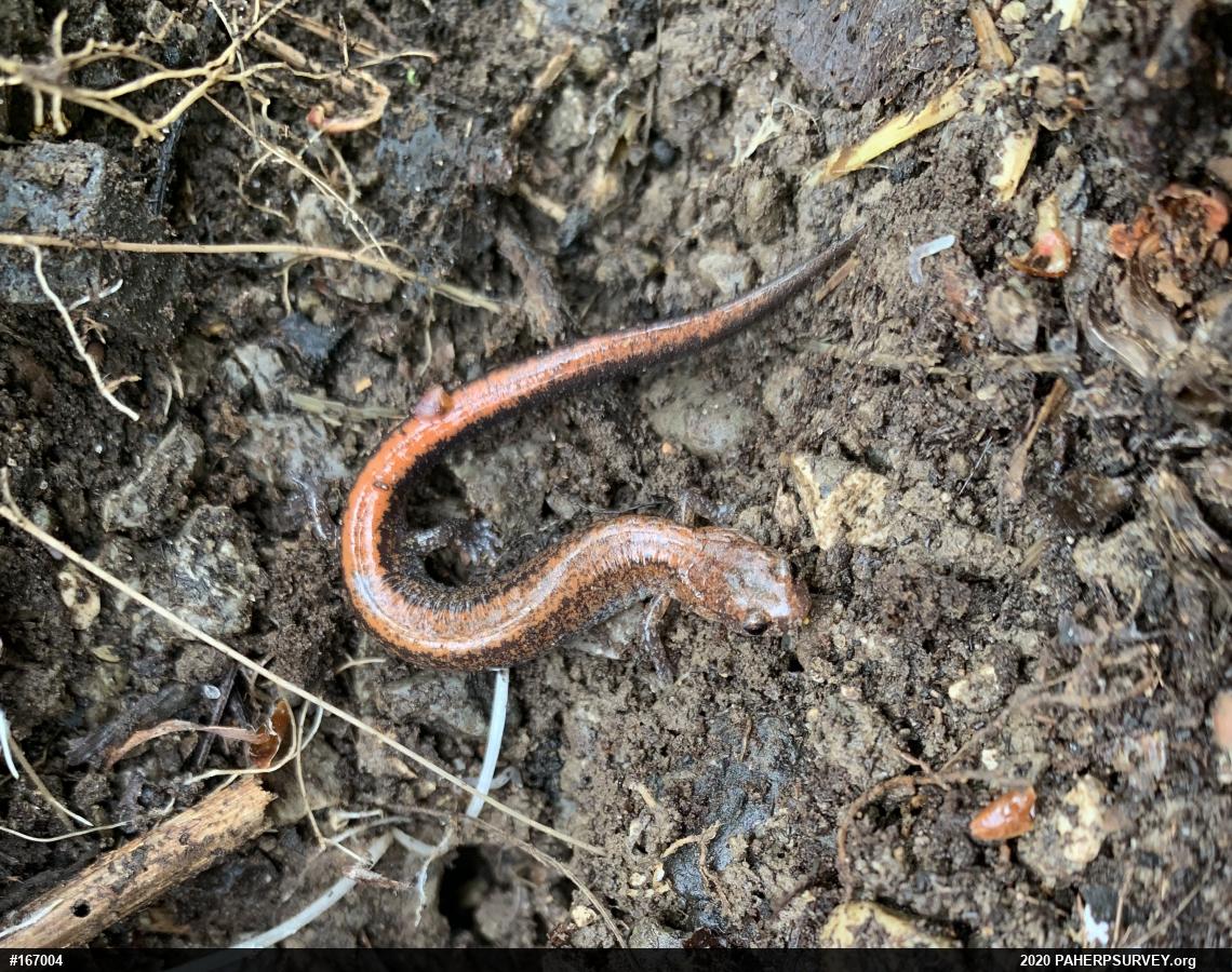 Eastern Red-backed  Salamander