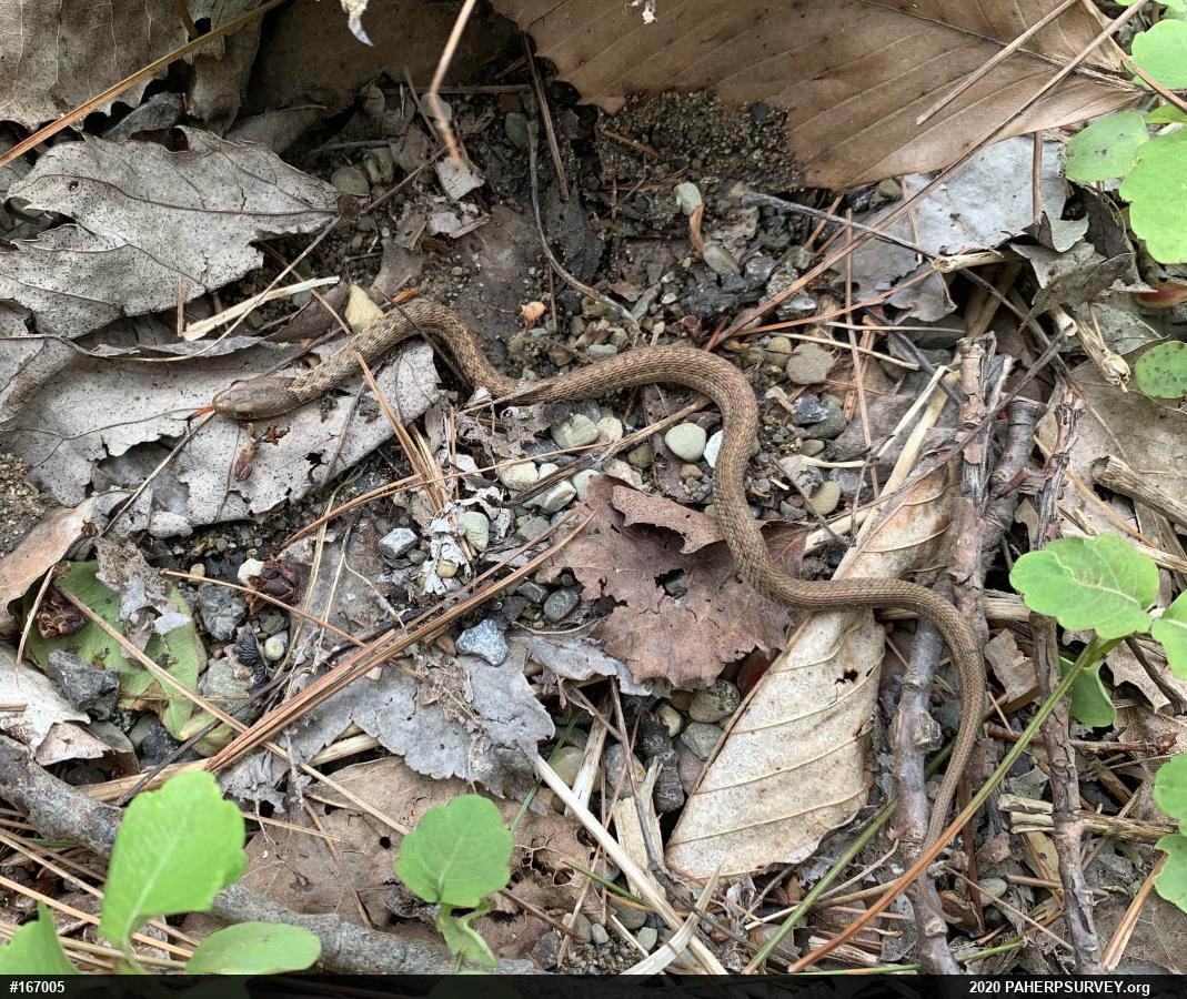 Eastern Gartersnake