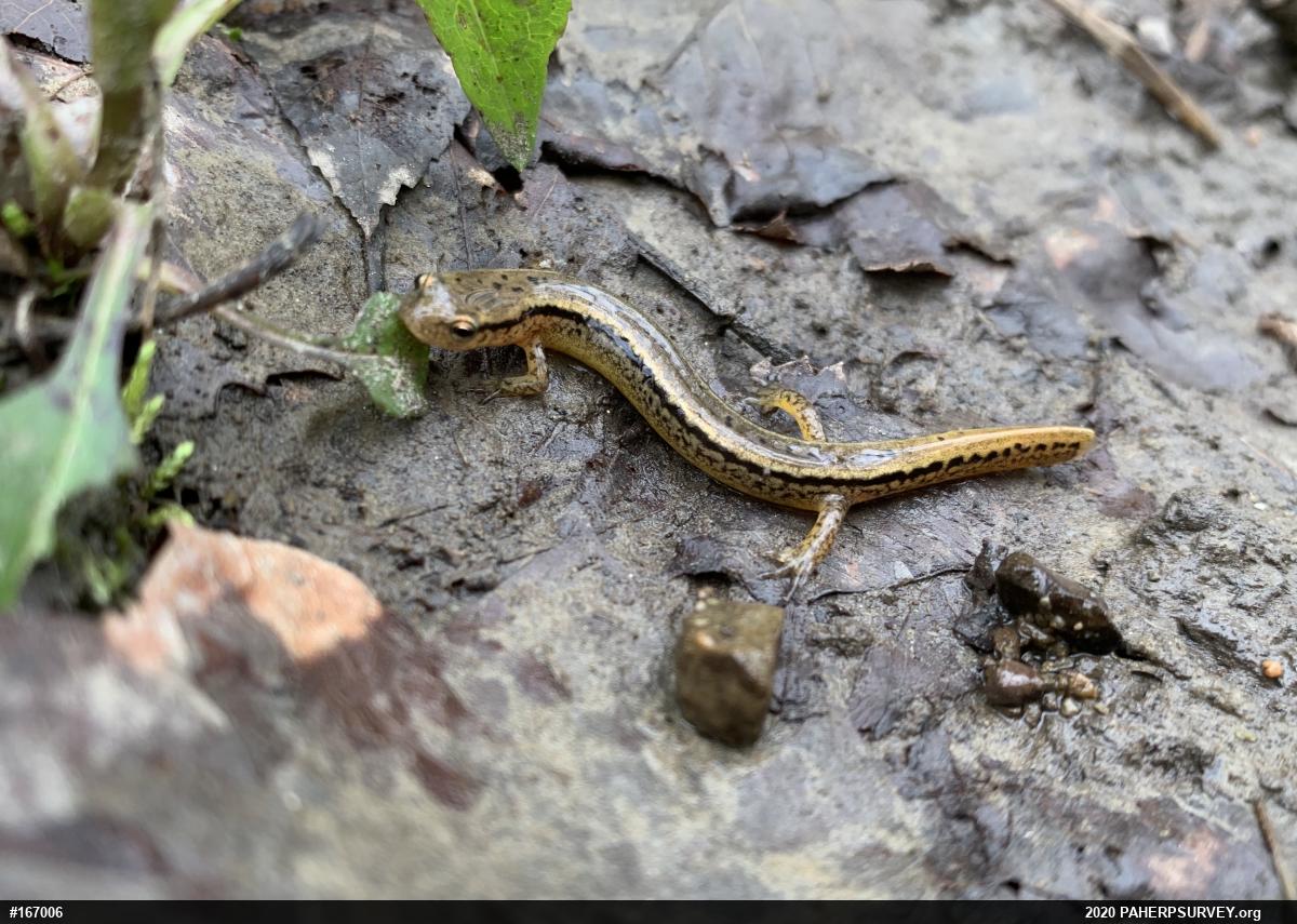 Northern Two-lined Salamander
