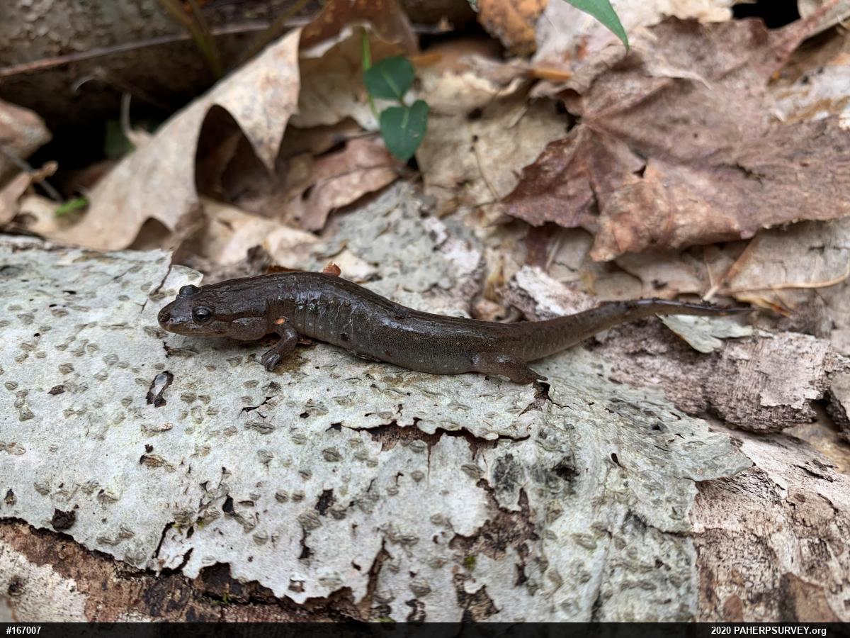 Northern Dusky Salamander