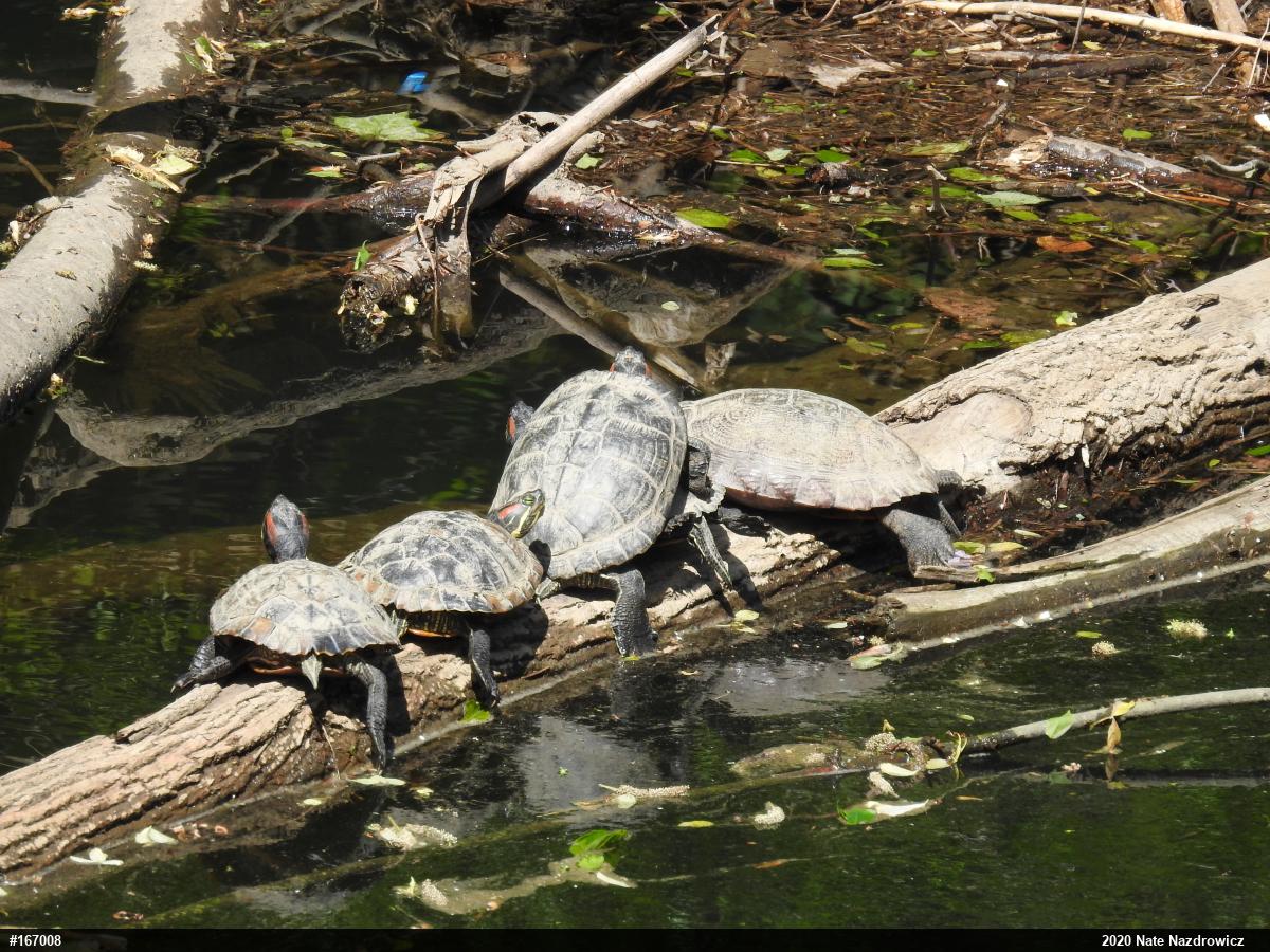 Red-eared Slider