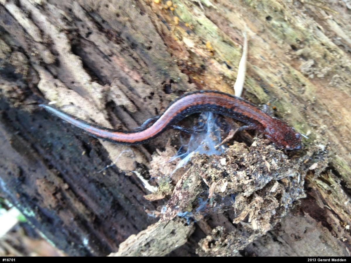 Eastern Red-backed  Salamander