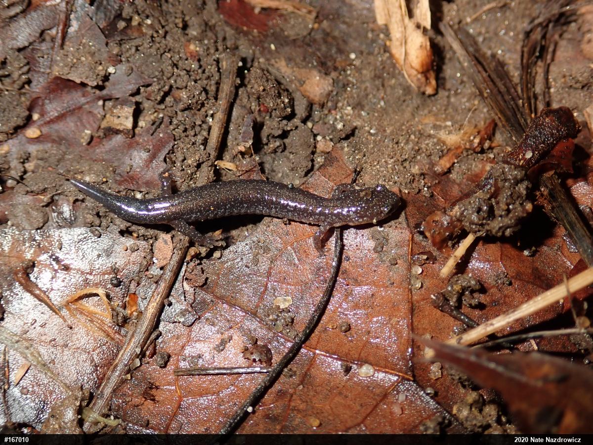Eastern Red-backed  Salamander