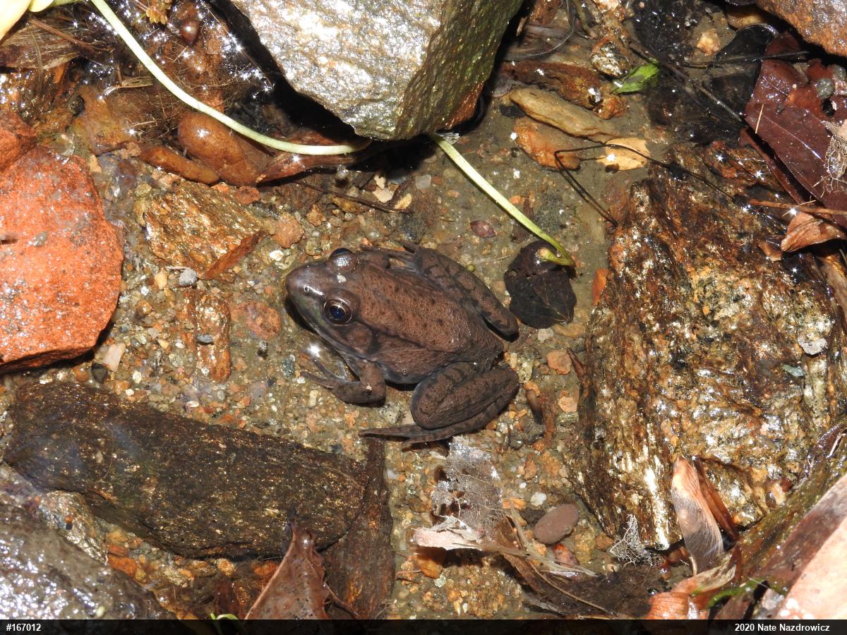 Green Frog