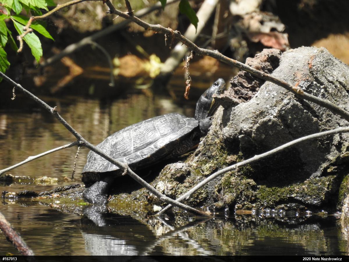 Red-eared Slider