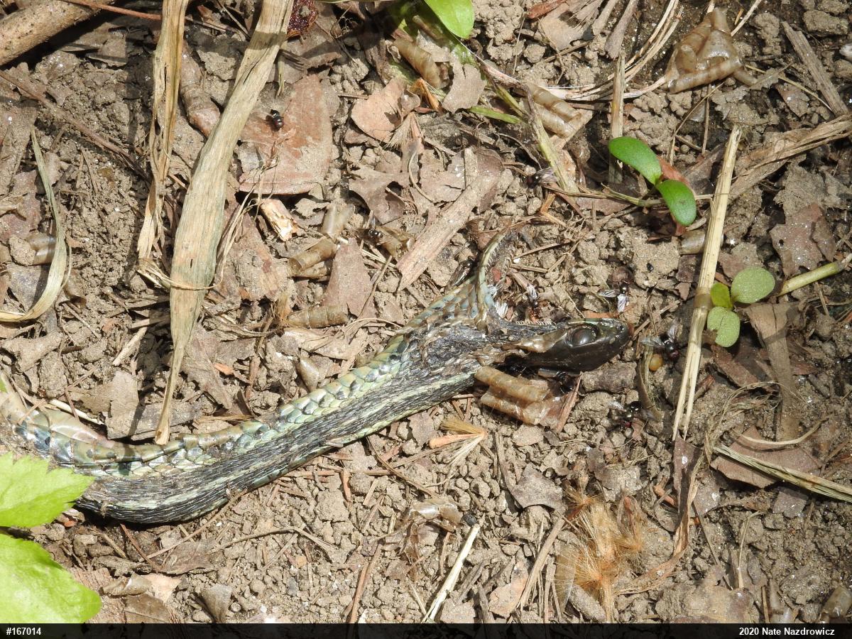 Eastern Gartersnake