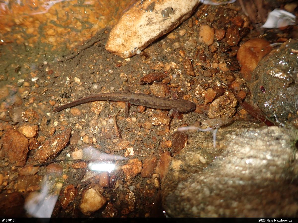 Northern Two-lined Salamander