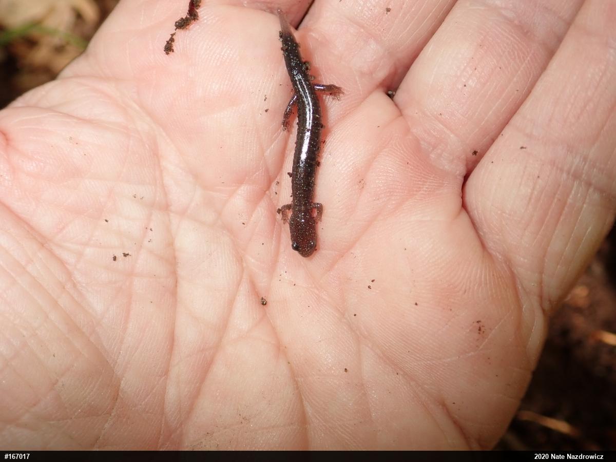Eastern Red-backed  Salamander